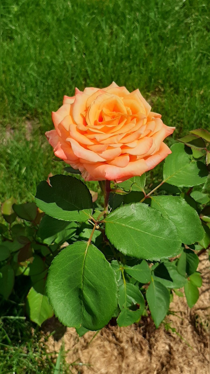 lovely ??