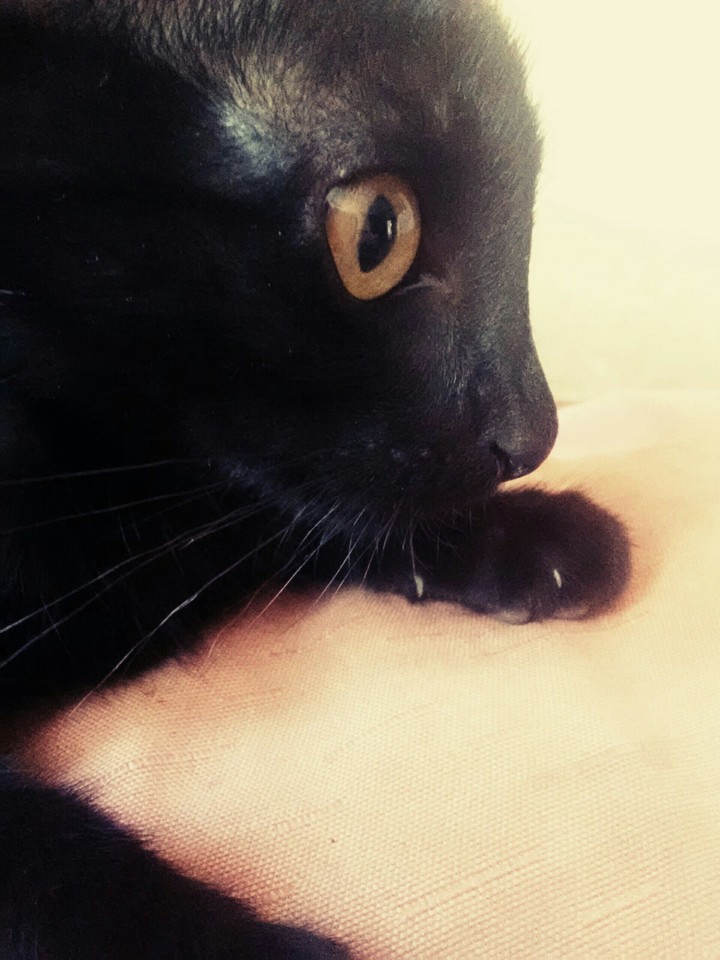 Chesi