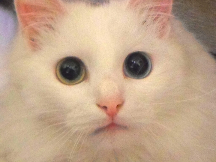 оиимитл