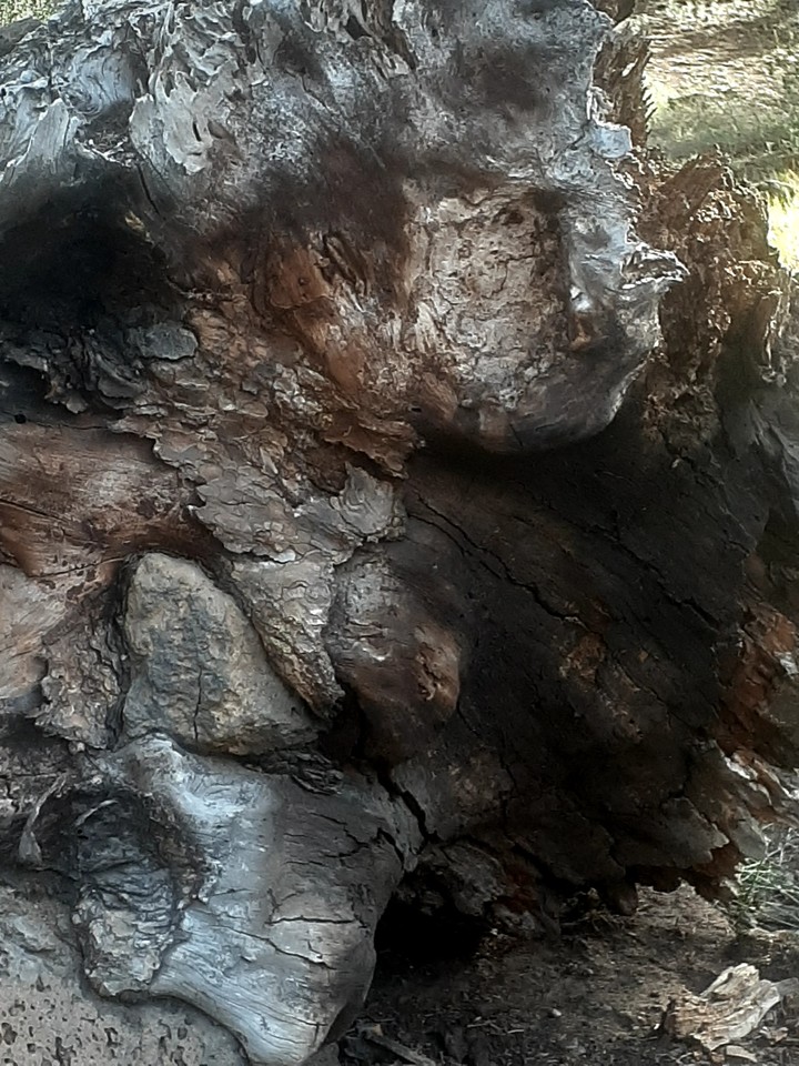 stumped