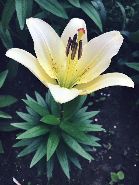 Lily flower