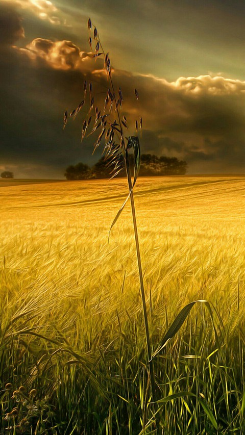 Telegram=@wallpapers_phone_pc