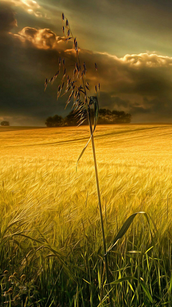 Telegram=@wallpapers_phone_pc