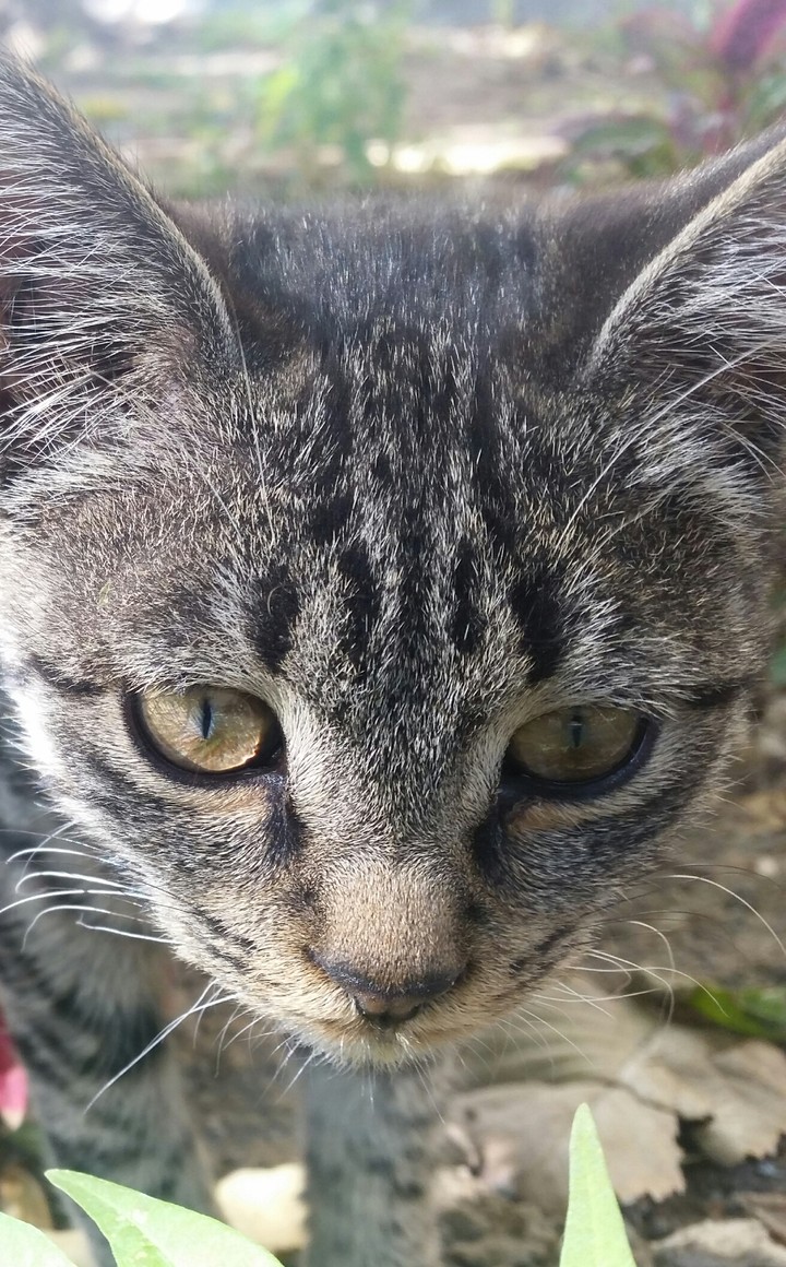 CUTE IRANIAN CAT