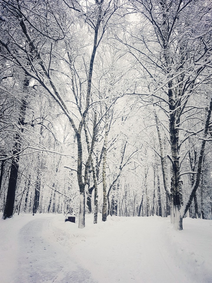 Snowy silence