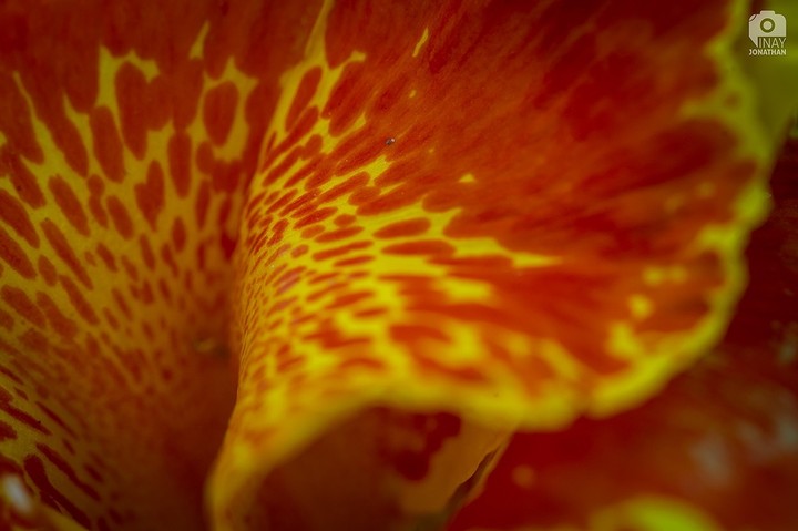 Nature Patterns