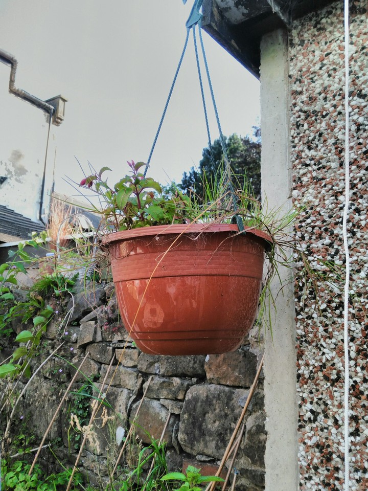 Hanging Basket
