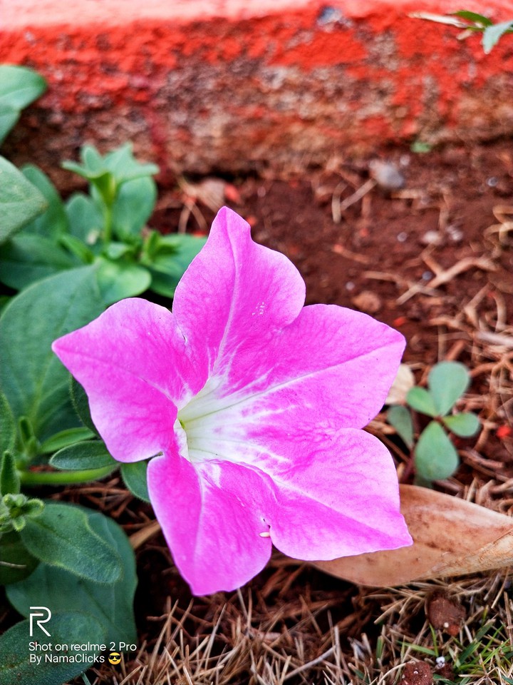 Morning Blossoms