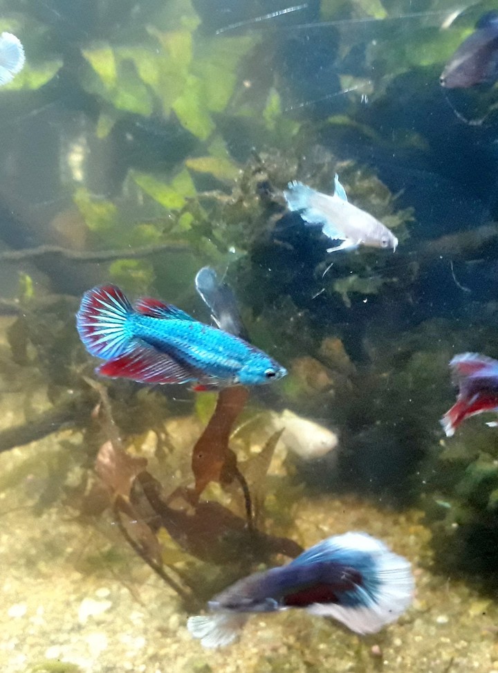betta