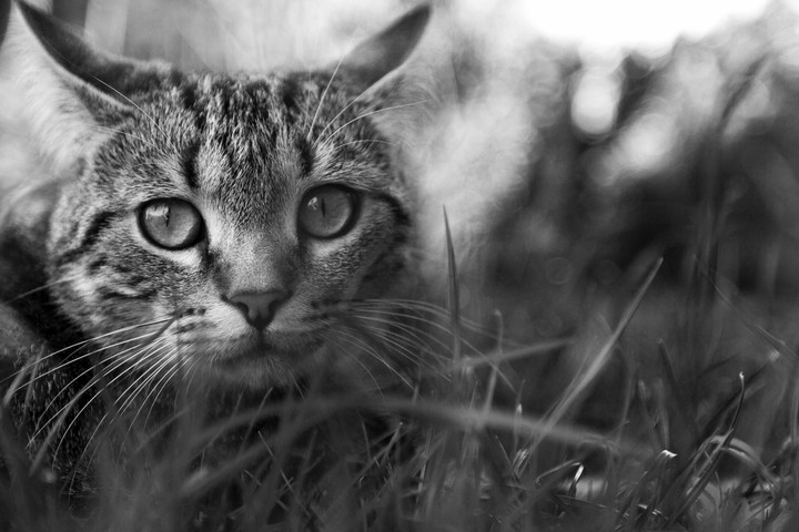 my cat