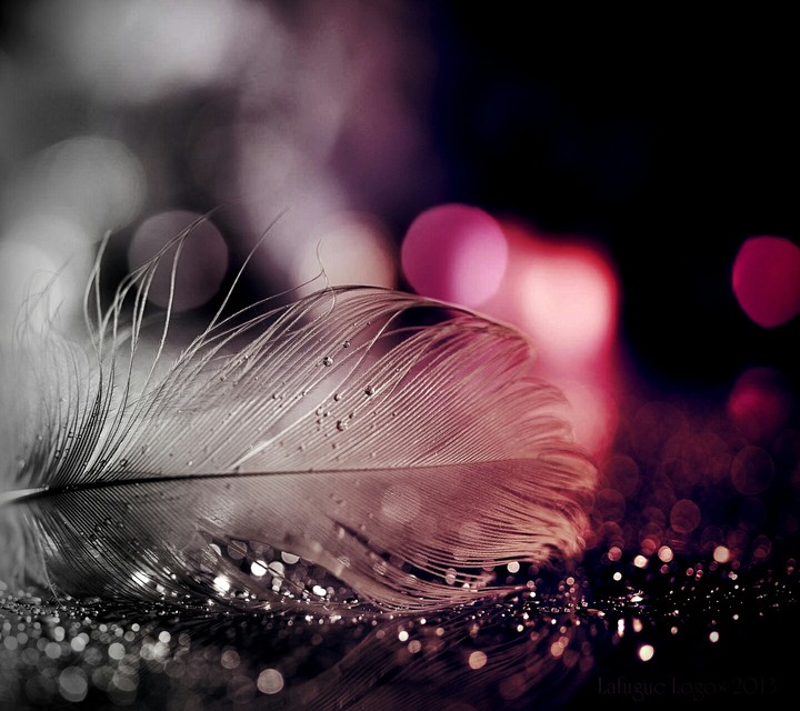 sparkling feather