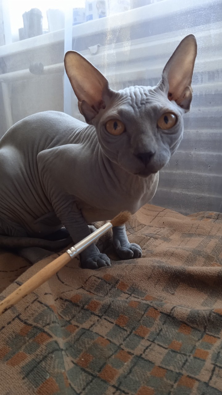 котя