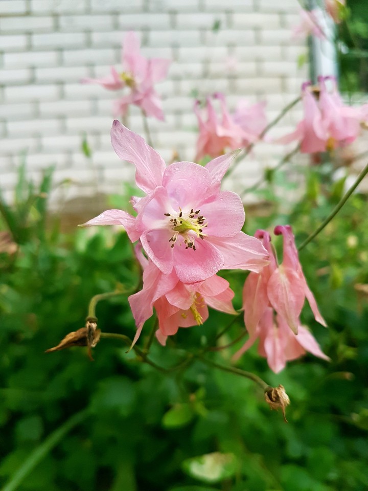 Rain & pink