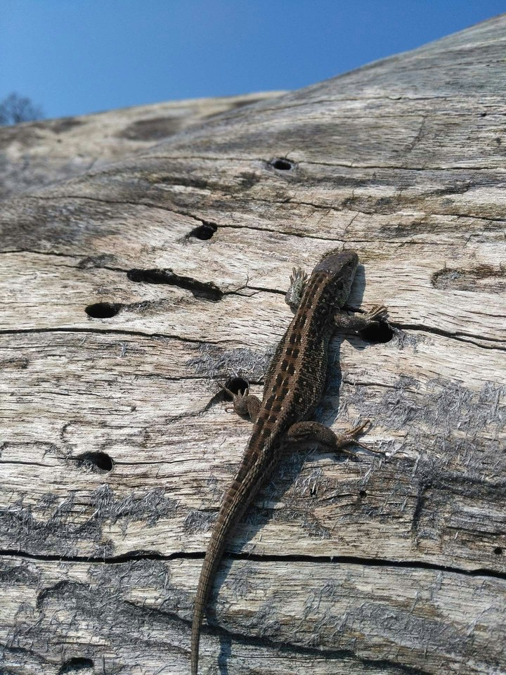 lizard