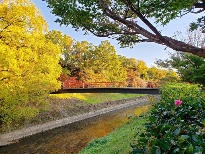 竜田川(tatuta river)