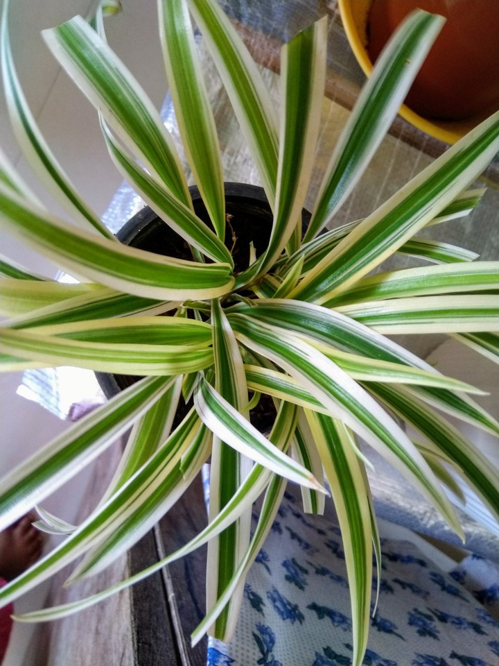 spider plant