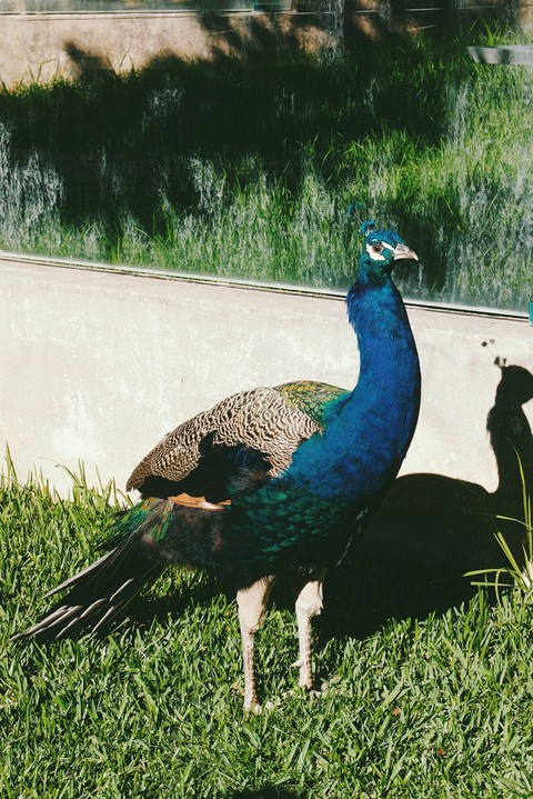peacock