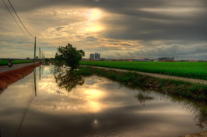 Malaysia’s renowned paddy field