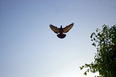 Frozen flight