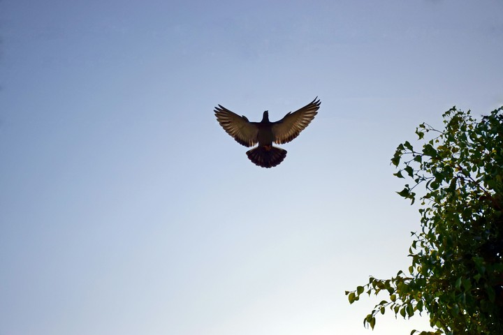 Frozen flight