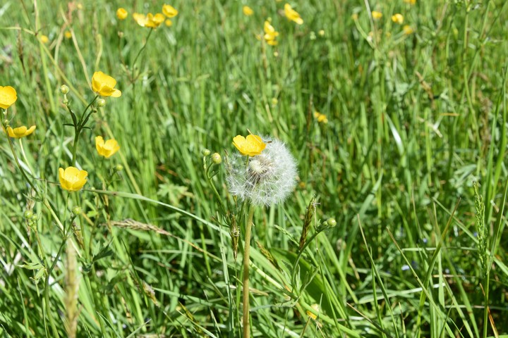 Dandelion