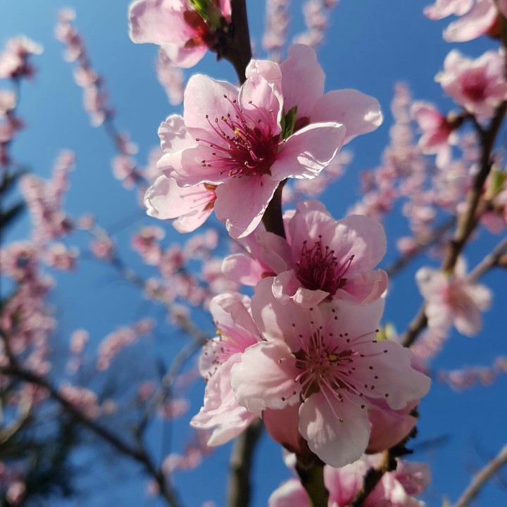 spring