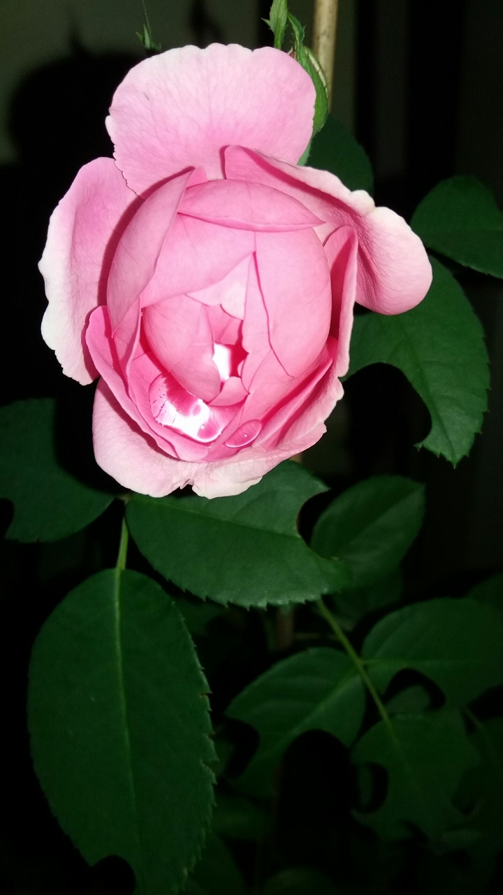 rose