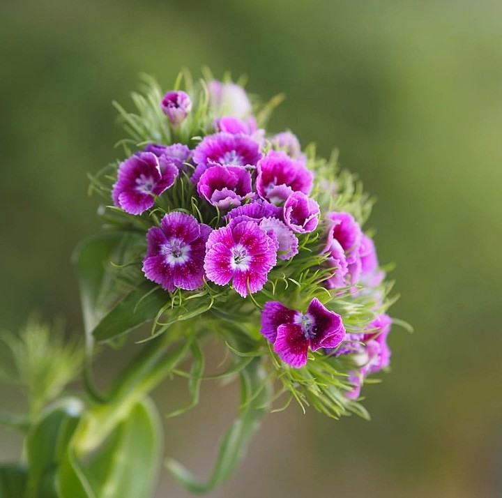 clove pink