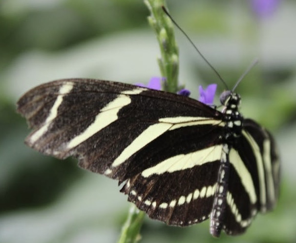 tapety lepidoptera, butterfly