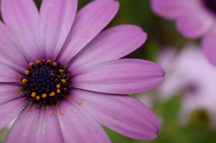 ~flower~