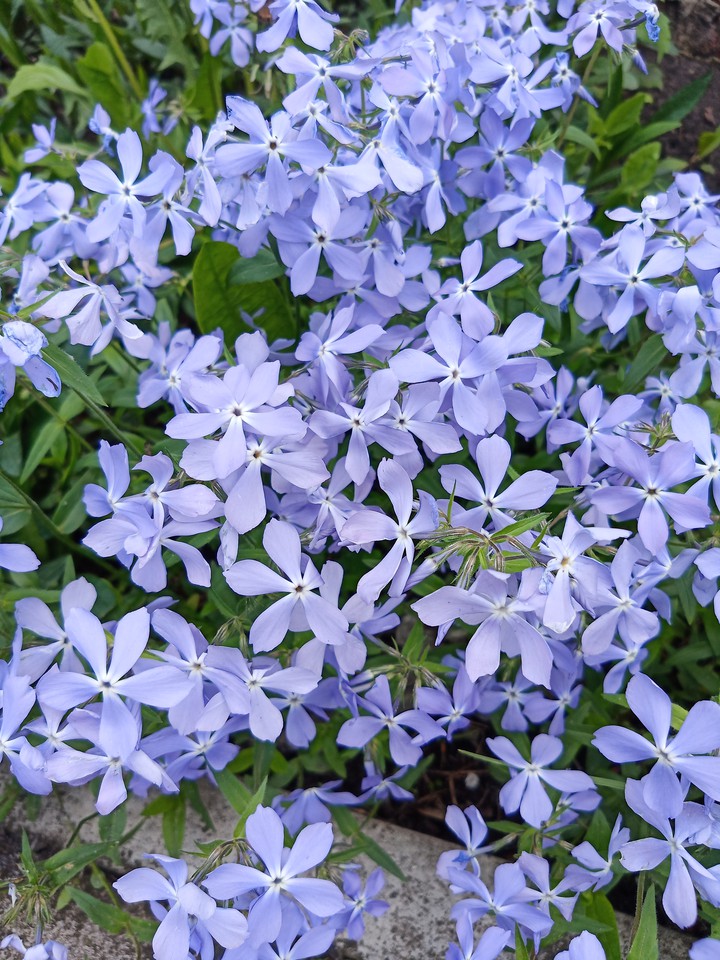beautiful flowers