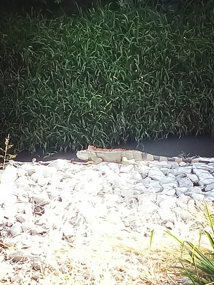 iguana