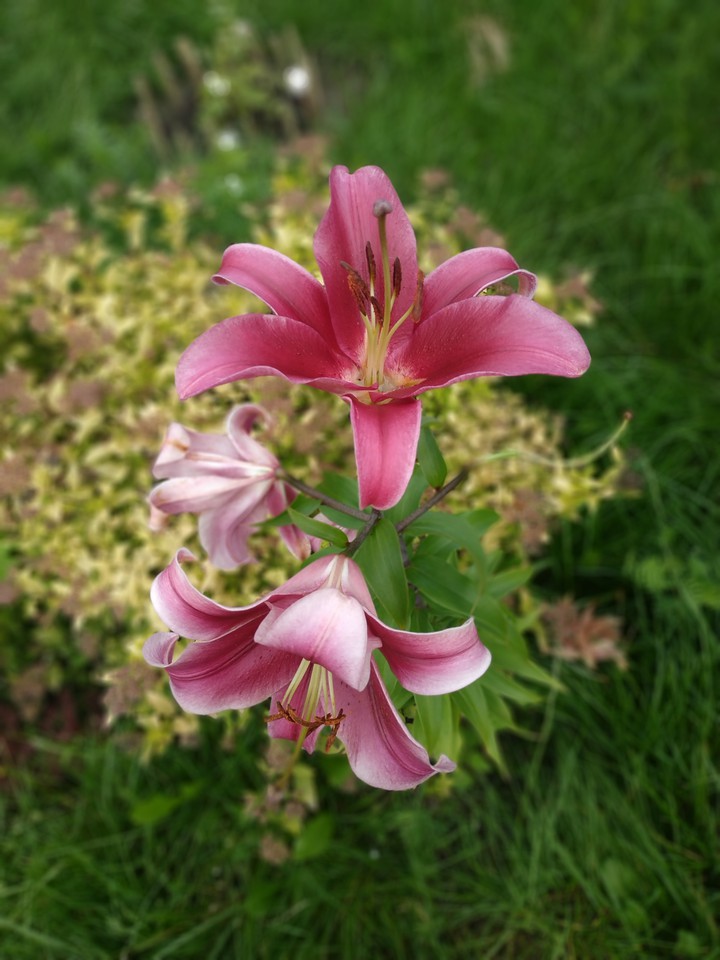 Lily