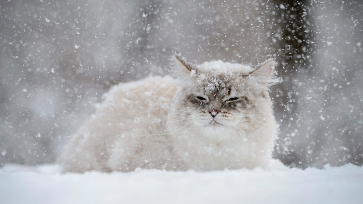 кот
