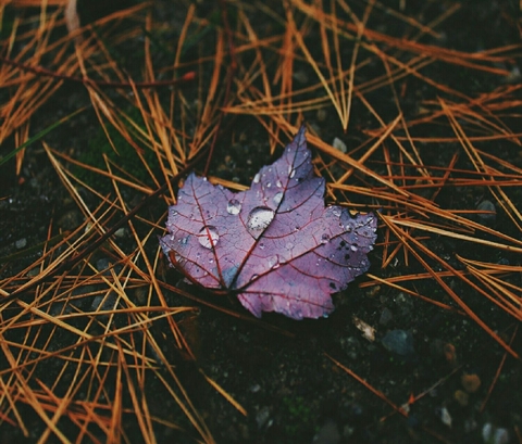 autumn