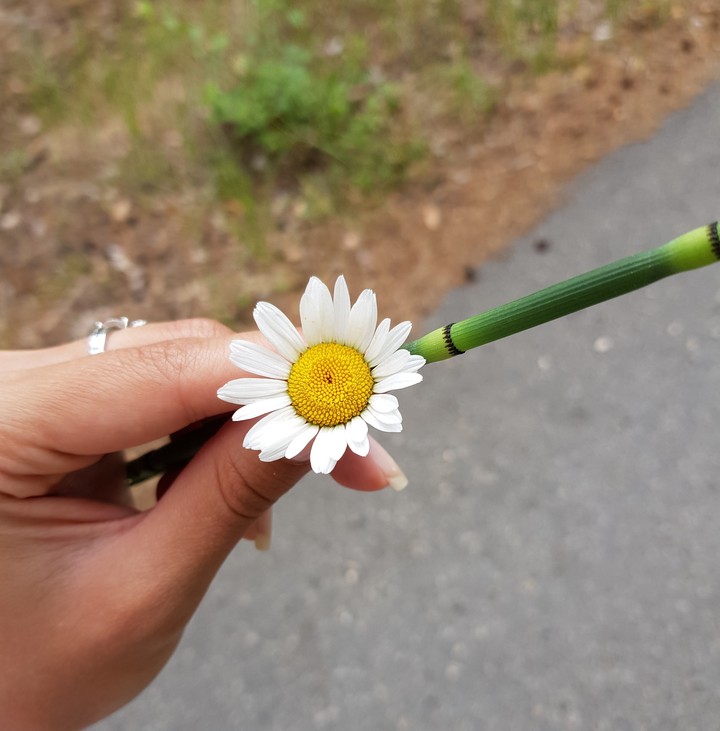 Ромашка