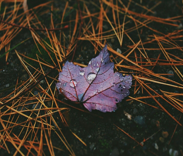autumn