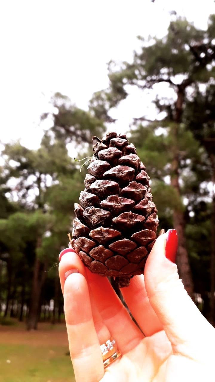 #cone Copy

#naturelover #instadaily #spring #green #hiking