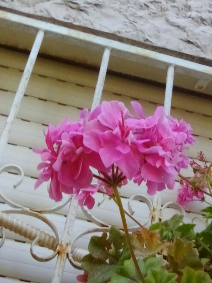 A beautiful flower I took in my garden