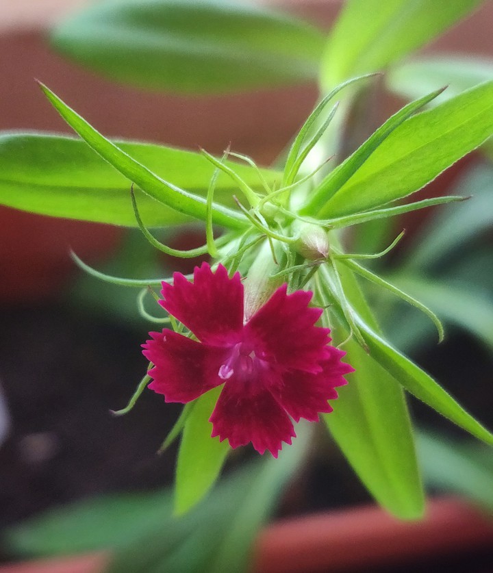 beautiful flower
