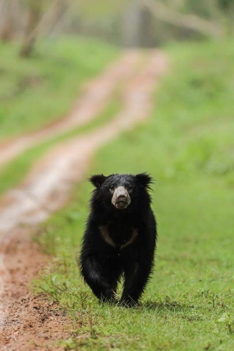Balu.....