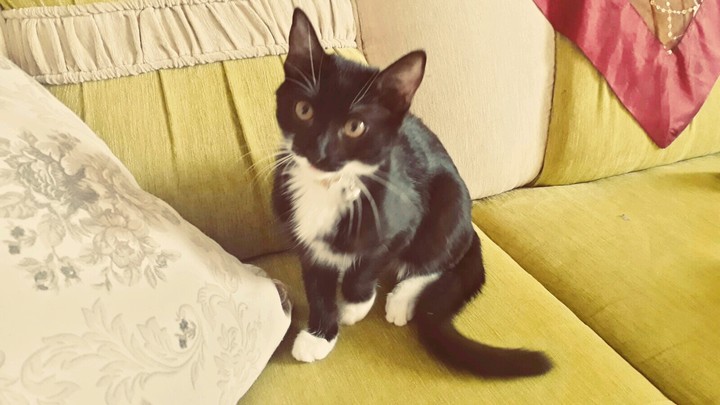 kedi