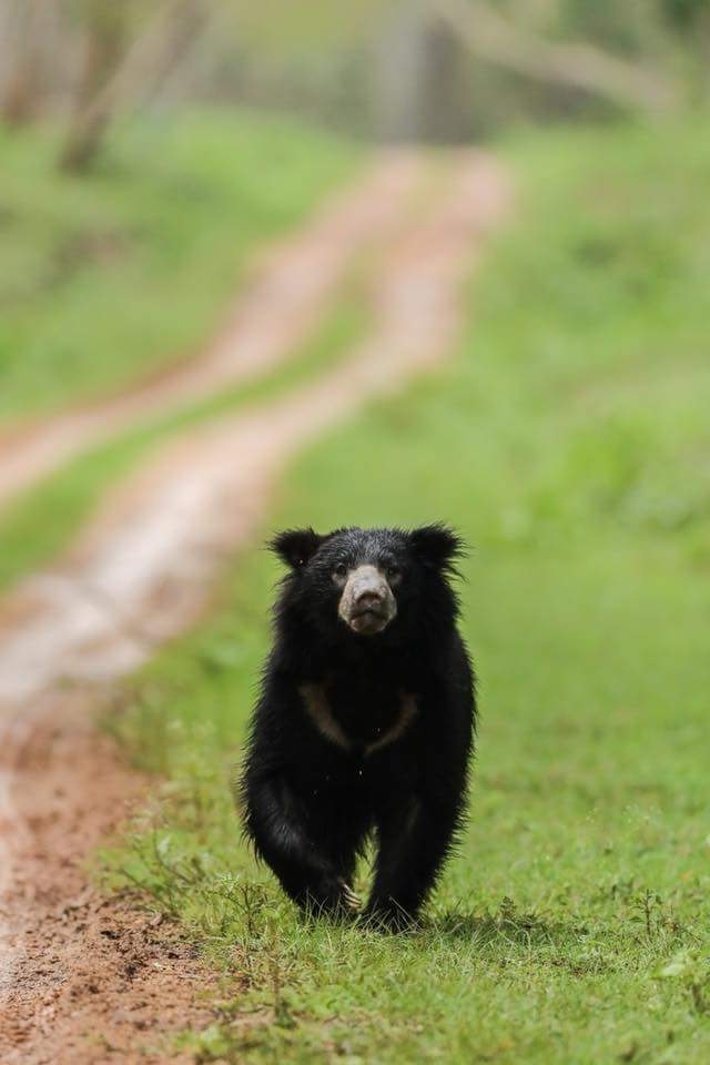 Balu.....