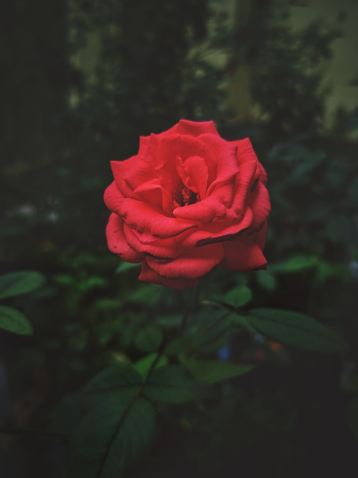 Faded beauty
