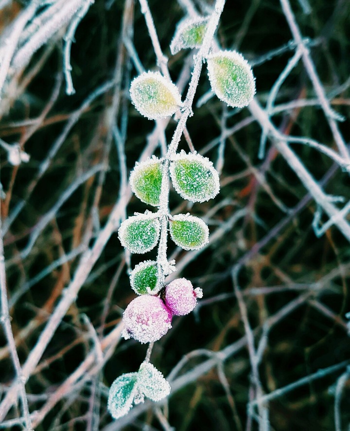 flower cold