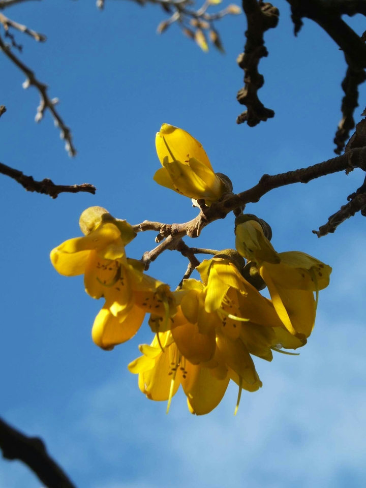 Kowhai flowers