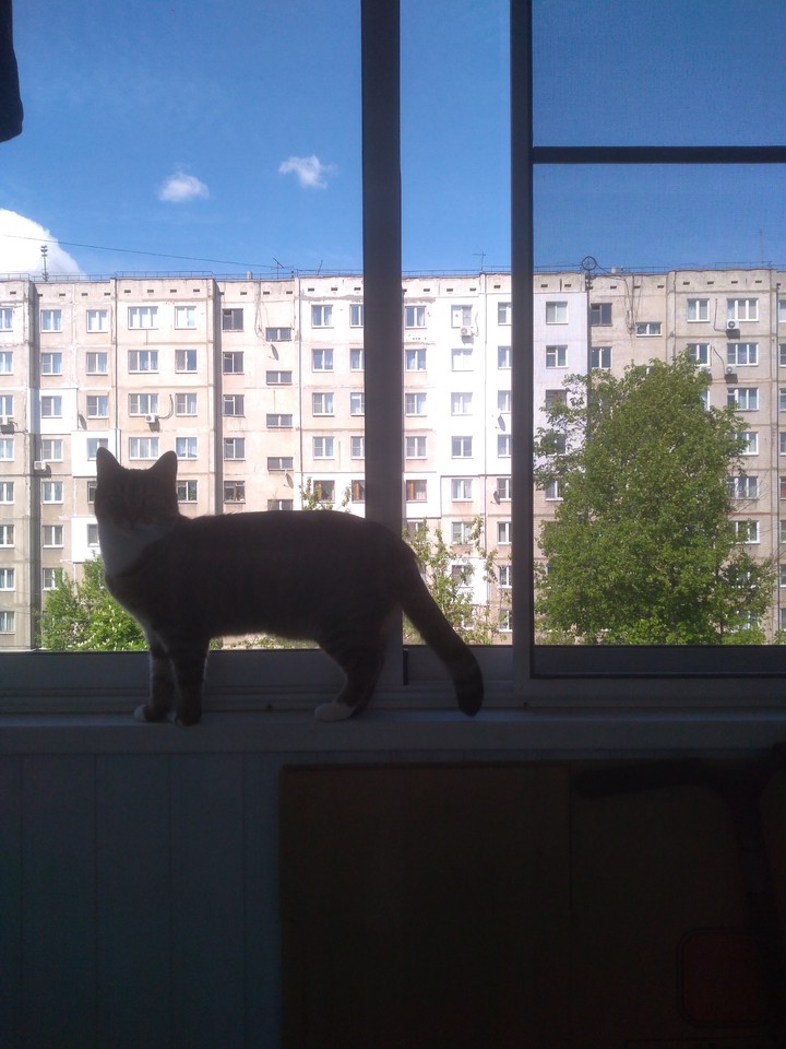 Cat on the balcony