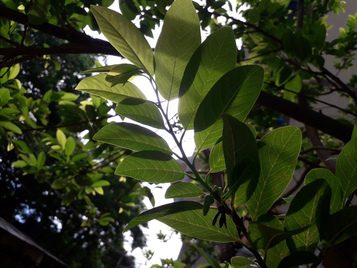 nature
