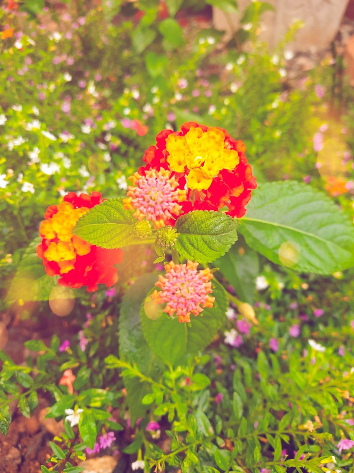 flowers