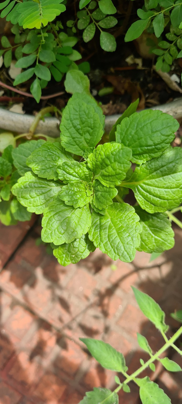 greenery life plant